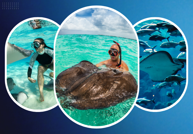 Afternoon Snorkeling Trip